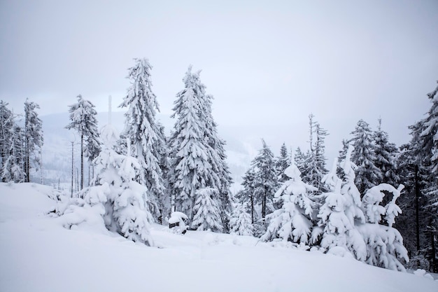 Des arbres sur un paysage couvert de neige contre un ciel clair