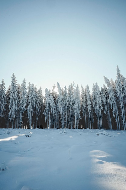 Des arbres sur un paysage couvert de neige contre un ciel clair