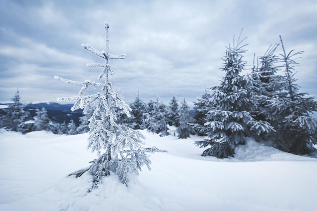Des arbres sur un paysage couvert de neige contre le ciel