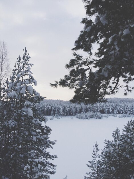 Photo des arbres sur un paysage couvert de neige