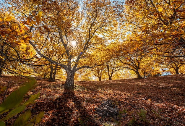 Photo arbres avec paysage de feuilles d'automne