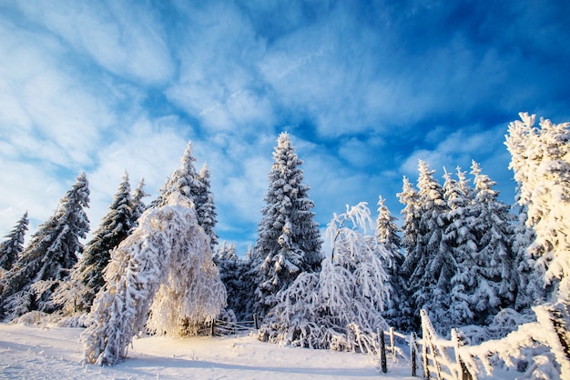 Arbres de paysage d'hiver dans le gel