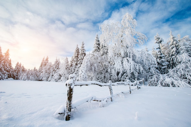 Arbres de paysage d'hiver dans le gel