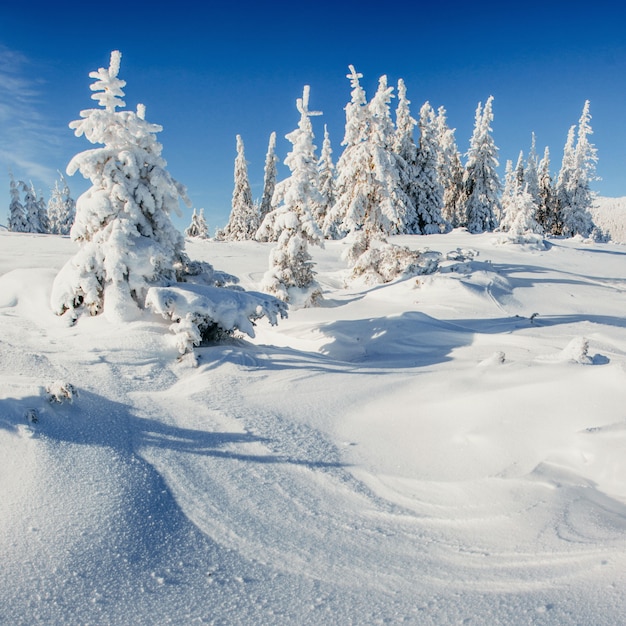 Arbres de paysage d'hiver enneigés