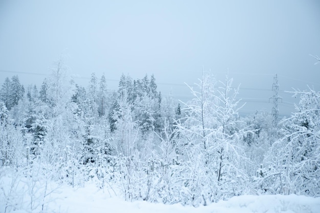 Arbres de paysage d'hiver fabuleux dans la neige froide hiver enneigé