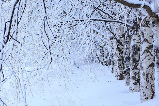 arbres de paysage d'hiver recouverts de givre