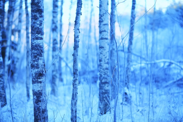 arbres de paysage d'hiver recouverts de givre