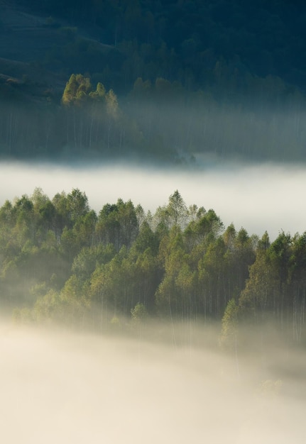 Des arbres sur le paysage par temps brumeux