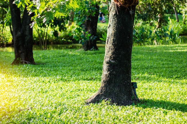 Arbres sur la pelouse au soleil.