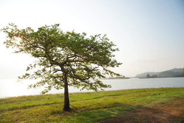 Les arbres sur la pelouse.