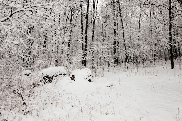 Les arbres photographiés en hiver.