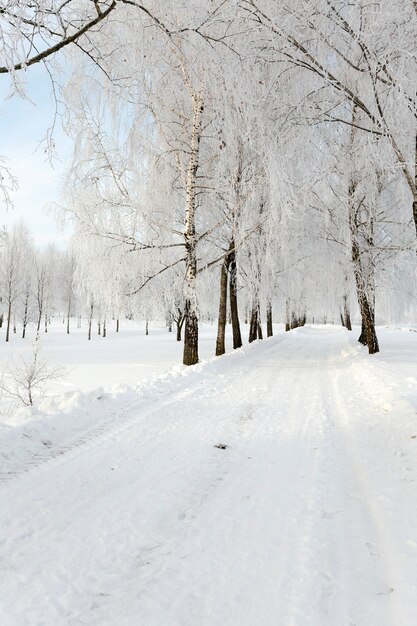 Arbres photographiés pendant l'hiver. le sol est recouvert de neige.