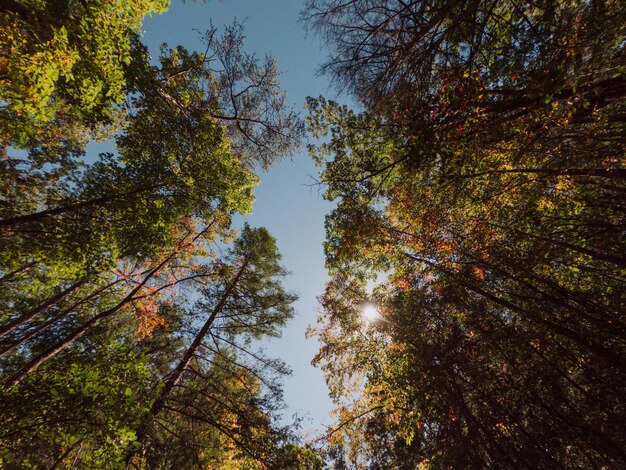 Photo des arbres pittoresques contre le ciel bleu en automne