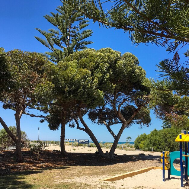 Photo des arbres sur la plage contre un ciel clair