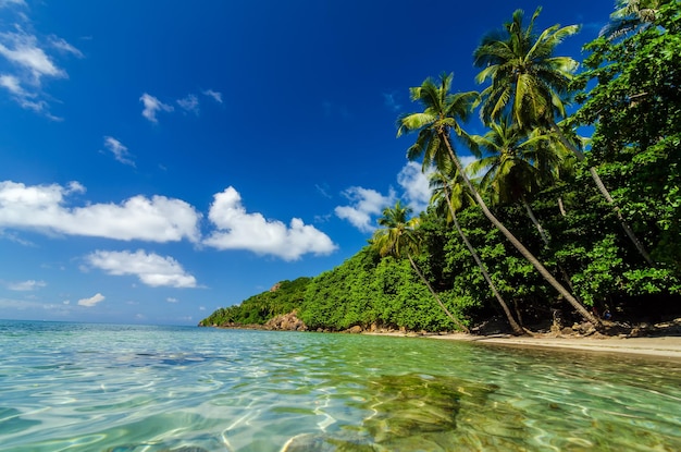 Des arbres sur la plage contre le ciel