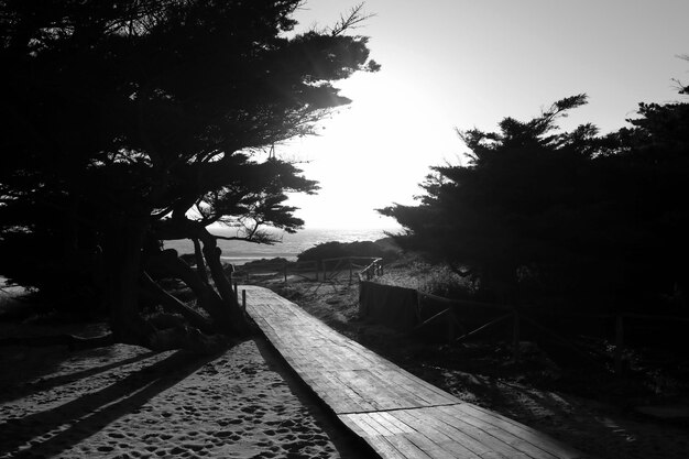 Photo des arbres sur la plage.