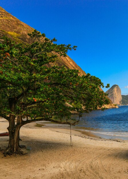 Photo des arbres sur la plage