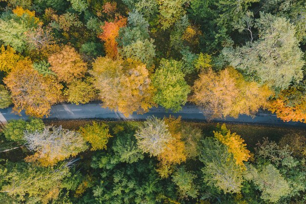 Arbres et plantes à l'automne