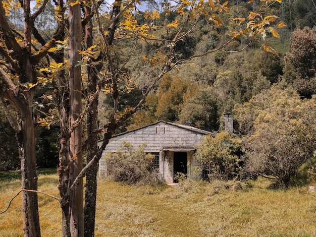 Photo arbres et plantes sur le champ dans la forêt