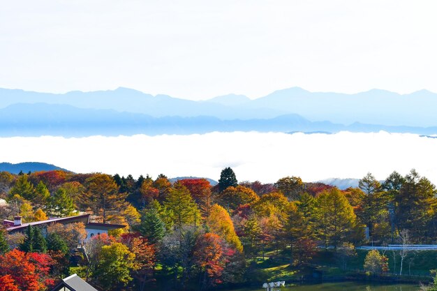 Photo des arbres et des plantes contre le ciel en automne