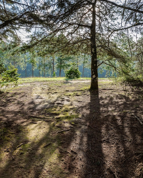 Des arbres et des plantes dans une forêt tropicale du sud-est du Brésil