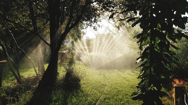 Arbres et plantes dans la forêt