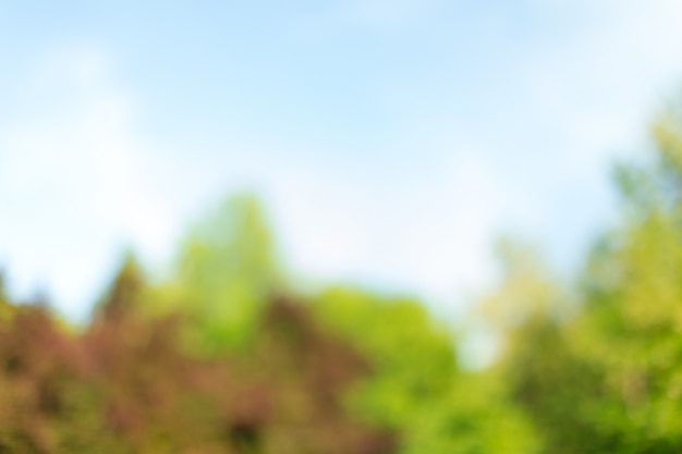 Arbres et plantes floues dans un parc sur la surface de la journée ensoleillée