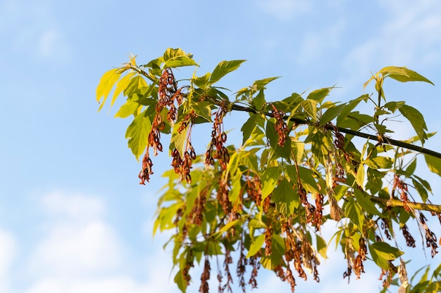 Arbres et plantes sur fond de ciel bleu par temps ensoleillé