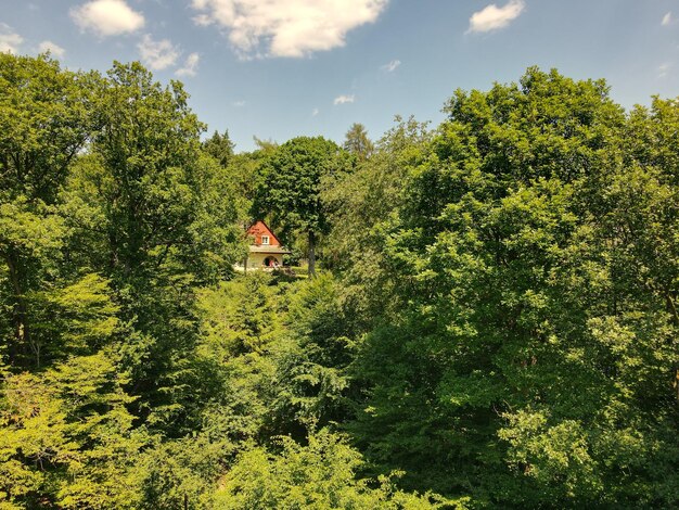 Photo des arbres et des plantes qui poussent dans la forêt contre le ciel