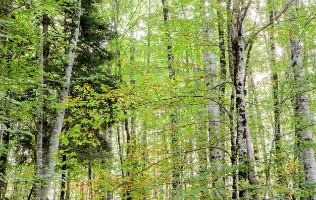 Des arbres pleins de feuilles commencent à jaunir