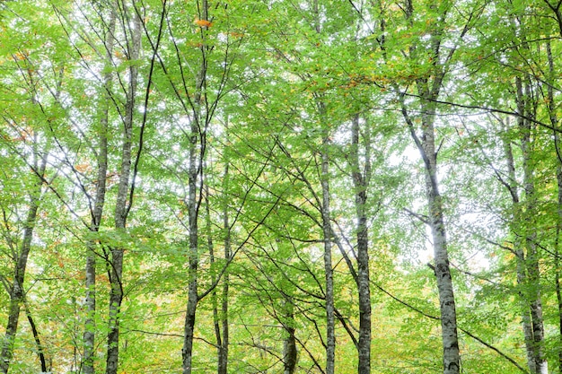 Des arbres pleins de feuilles commencent à jaunir