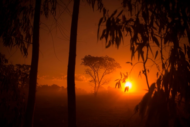 Photo des arbres poussant sur le champ contre le ciel au coucher du soleil