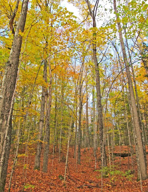 Photo arbres poussant sur le champ dans la forêt pendant la saison d'automne