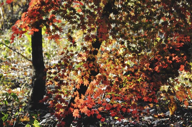 Photo arbres poussant dans la forêt en automne