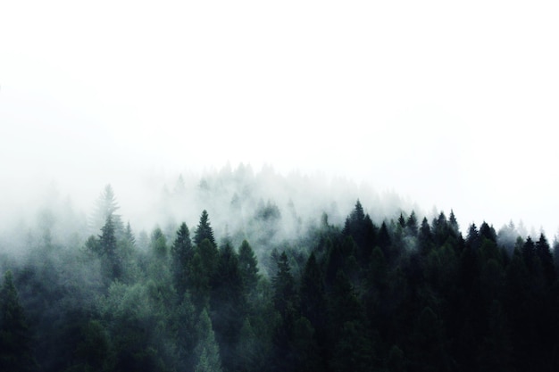 Des arbres poussant dans la forêt par temps de brouillard