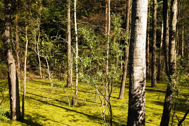 Arbres poussant dans le marais au printemps