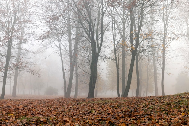 Arbres poussant dans le parc en automne dans un petit brouillard. Le feuillage d'un érable tombé au sol et les troncs sombres des plantes.