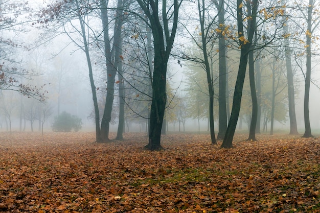 Arbres poussant dans le parc en automne dans un petit brouillard. Le feuillage d'un érable tombé au sol et les troncs sombres des plantes.