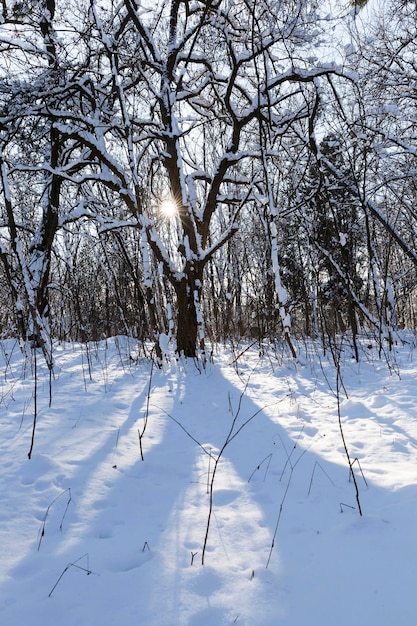 Arbres poussant dans le parc recouvert de neige et de glace
