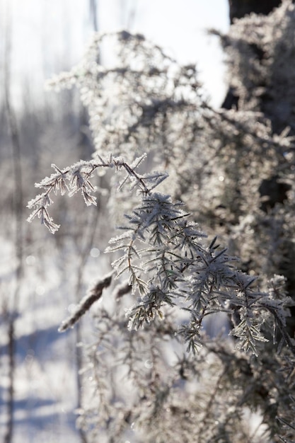 Photo arbres poussant dans le parc recouvert de neige et de glace