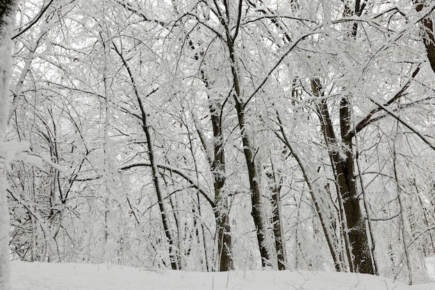 arbres poussant dans le parc recouverts de neige et de glace, saison d'hiver dans le parc ou dans la forêt après les chutes de neige, arbres dans la neige blanche