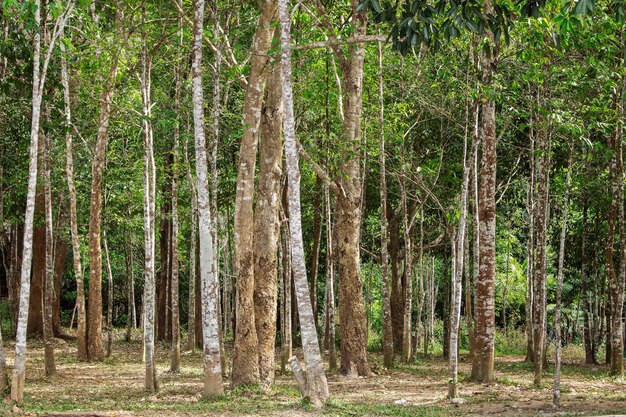 Arbres poussant en Thaïlande.