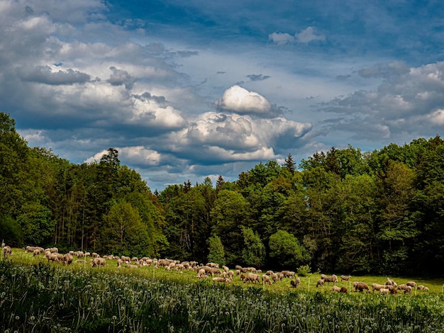 Les arbres poussent sur le champ contre le ciel