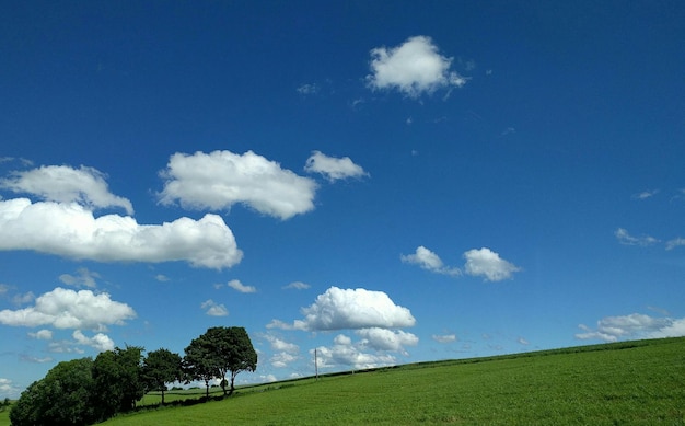 Des arbres poussent sur un champ herbeux contre un ciel bleu