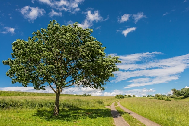 Des arbres poussent sur un paysage herbeux contre le ciel