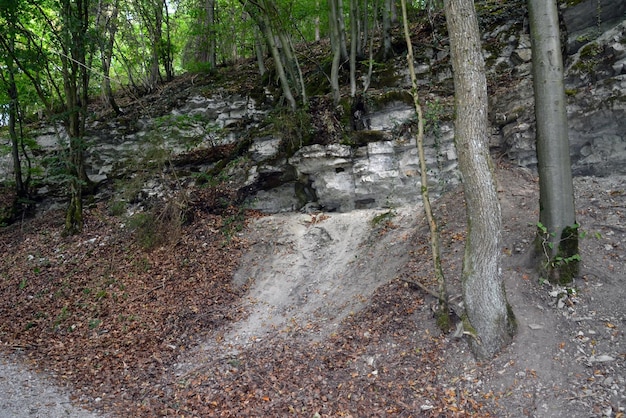 Les arbres poussent sur les pentes rocheuses de la forêt verte sur les collines