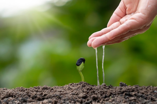 Les arbres poussent sur un sol fertile et les agriculteurs arrosent les arbres Concept d'un environnement naturel