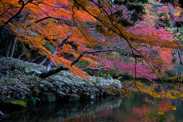 Des arbres près du lac en automne
