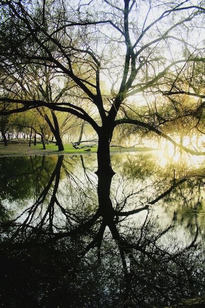 Des arbres près du lac contre le ciel au coucher du soleil