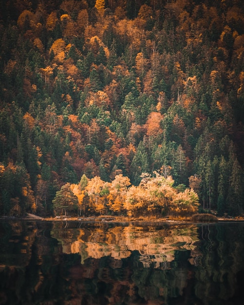 Des arbres près du lac dans la forêt en automne